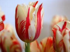 Red-Striped-Tulip